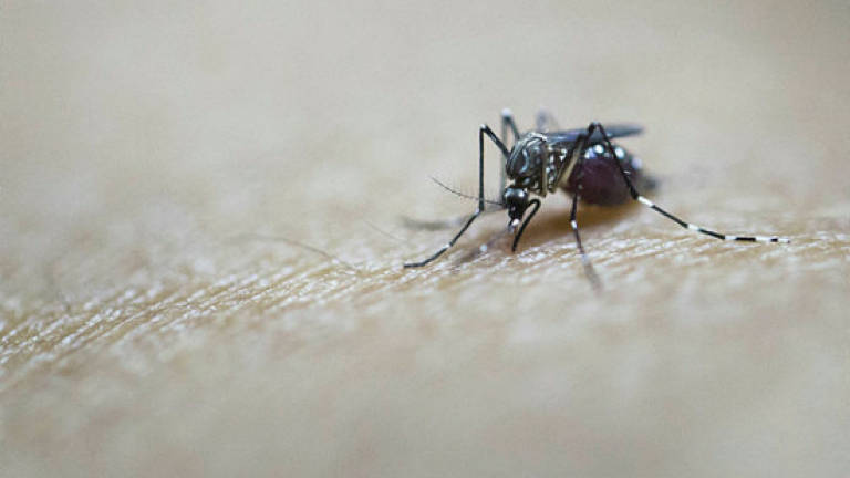 3,488 dengue cases in KL, Putrajaya so far this year