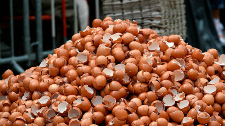 Two in Dutch court over tainted-eggs scandal