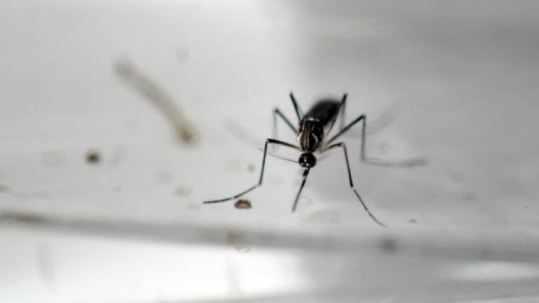 Johor says free of Zika cases so far