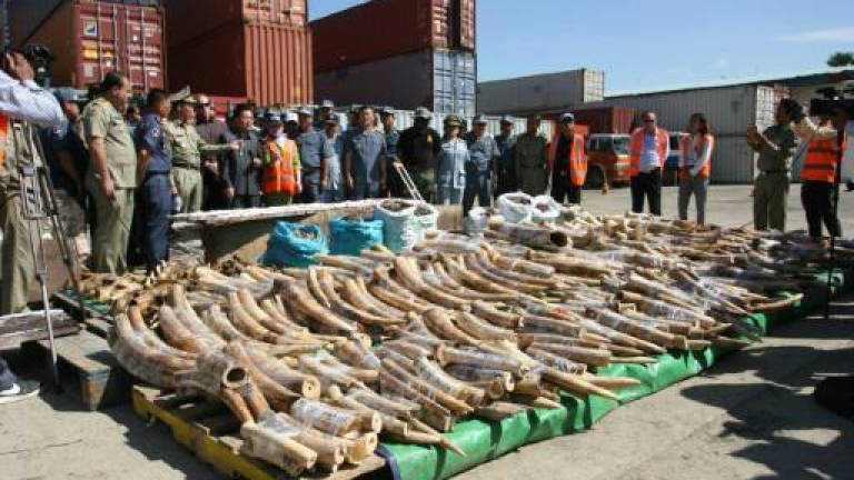 Cambodia seizes huge haul of ivory and animal parts