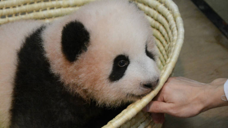 Blooming lovely! Japan zoo names baby panda after fragrant flowers