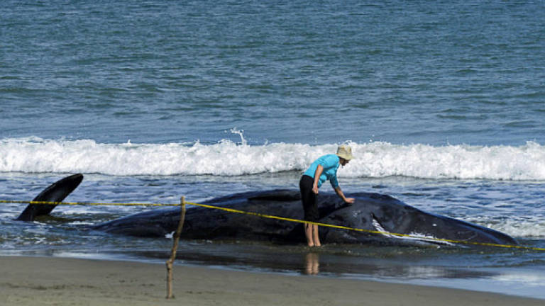 Beached whale at Kampung Indarason Laut, Kudat rescued