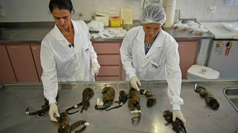 Scores of monkeys killed in Rio yellow fever panic