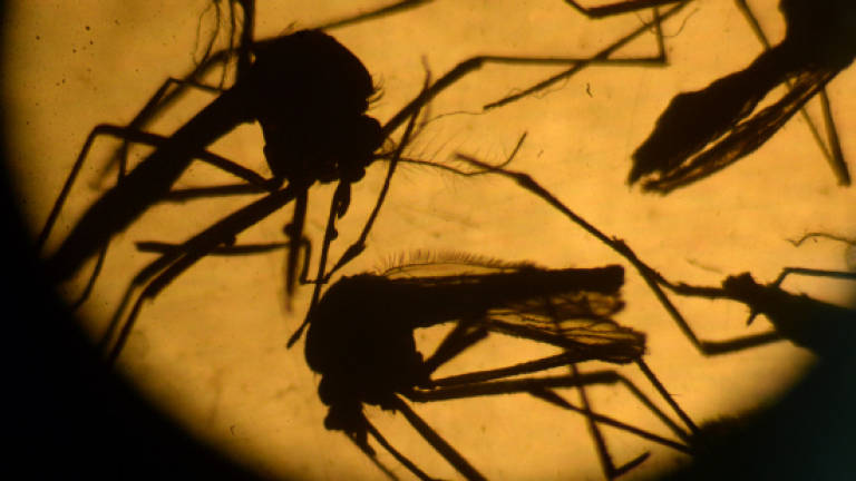 WHO sounds Zika blood warning as Europe sees first pregnancy case