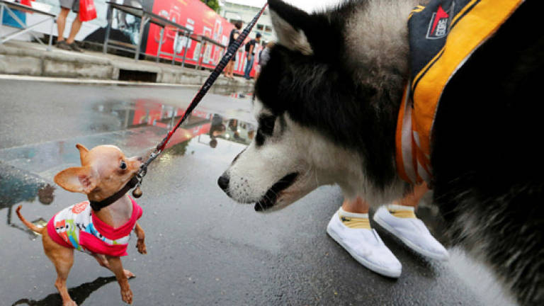Walkies! Big dogs and small join Bangkok fun run