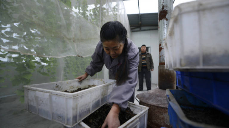 In China, maggots finish plates, and food waste