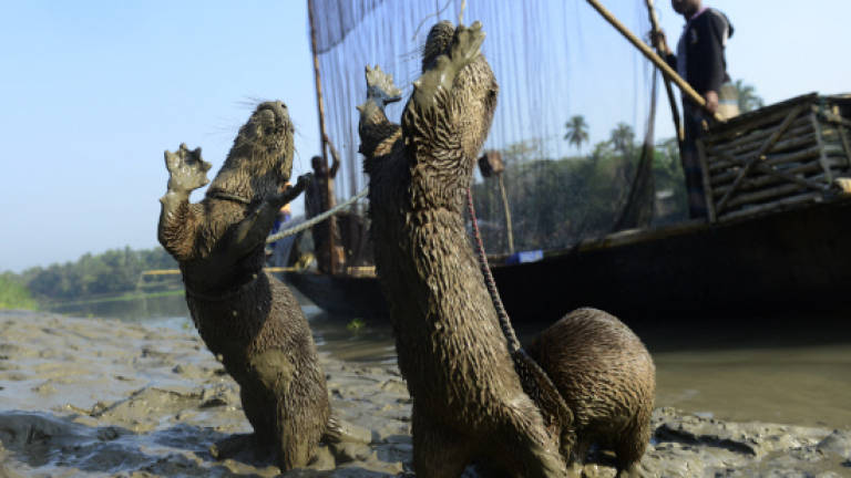 Bangladesh's otter fishing tradition faces extinction