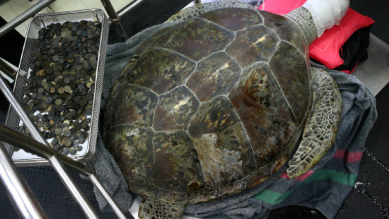 (Video) Vets remove 915 coins from turtle