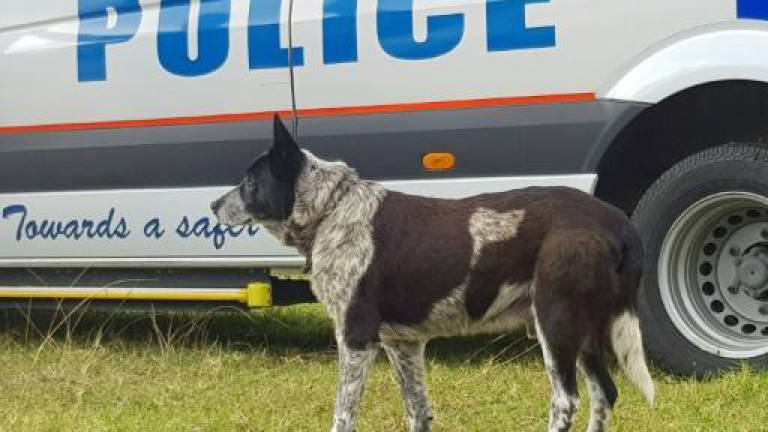 Australian dog receives police honours for keeping lost child safe