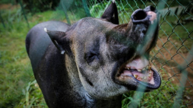 In Nicaragua, a fight to save endangered tapirs