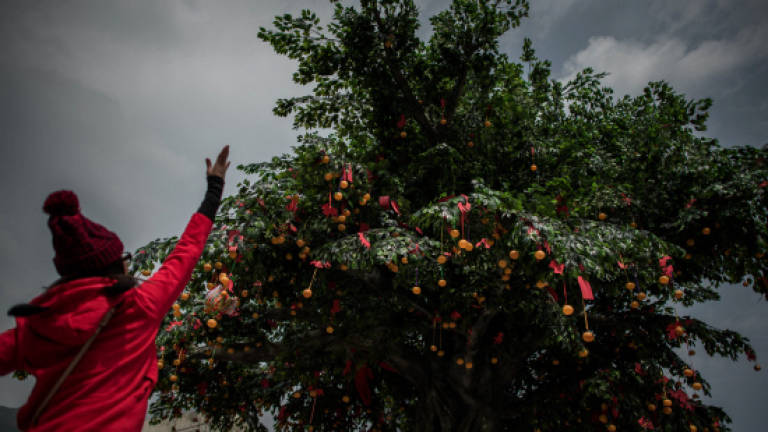 Hong Kong wishing tree draws tens of thousands of hopefuls