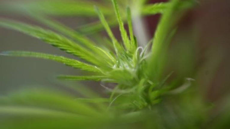 Uruguay to have marijuana museum