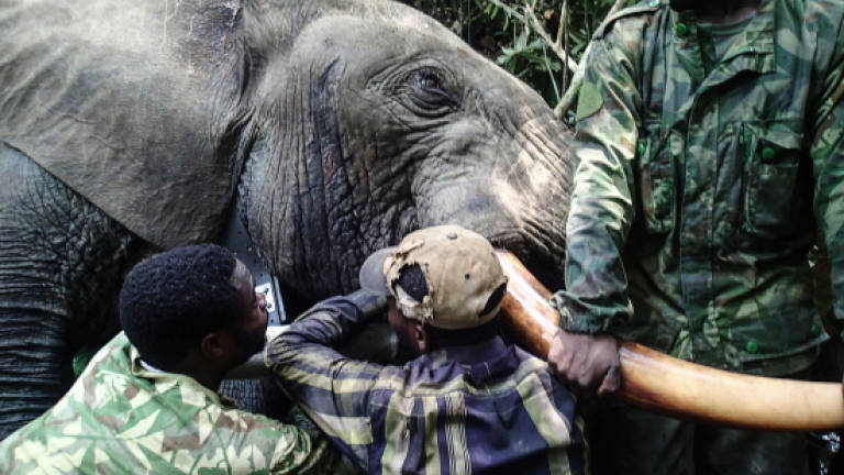 Gabon fights elephant poachers with hi-tech tracker collars