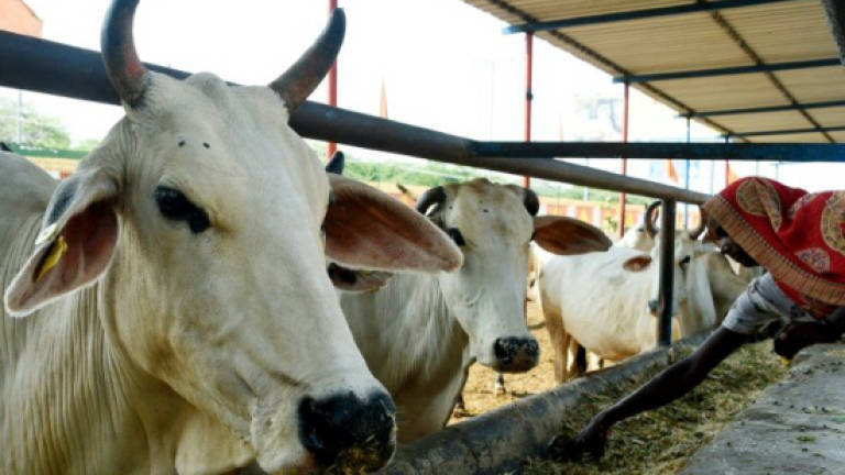 No room at the inn for India's 'sacred' cows