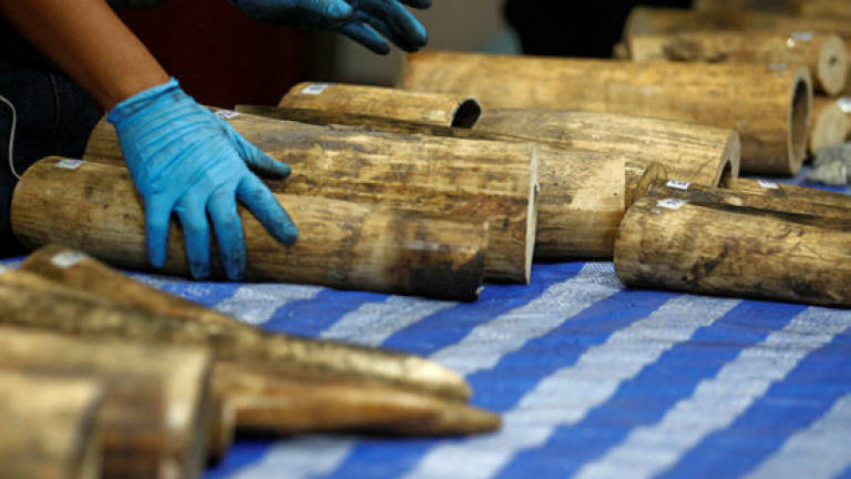 Zimbabwe seizes 200kg of ivory destined for Malaysia