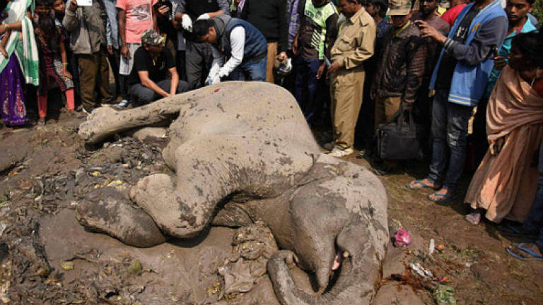 Four elephants killed in train collision in northeast India