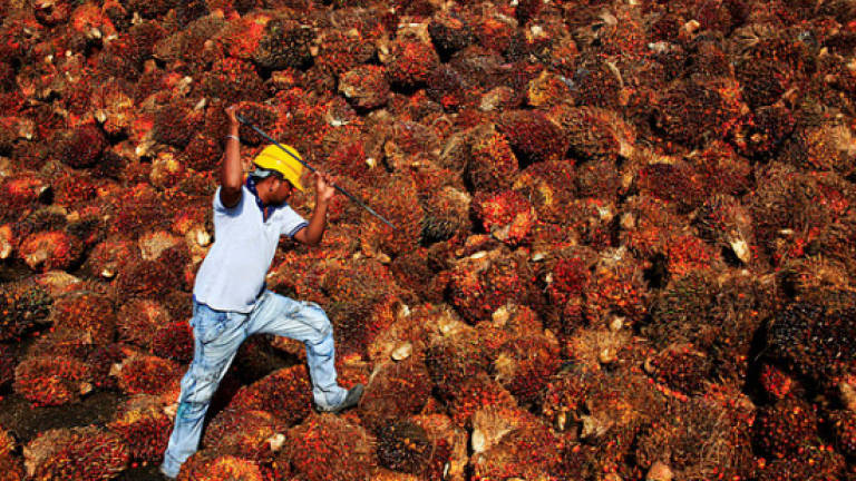 Stop discriminating against palm oil, EU told