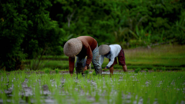 Malaysia has sufficient supply of rice: Agri ministry