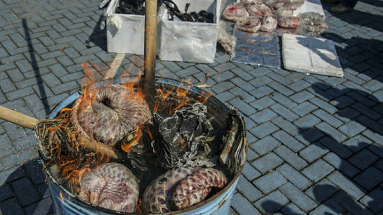Thwarted: Attempt to smuggle RM100m pangolin scales to China