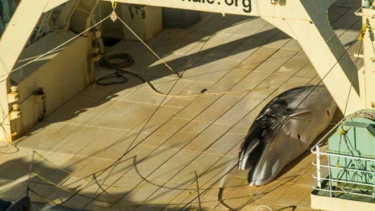 Sea Shepherd finds Japanese ship 'with slaughtered whale'