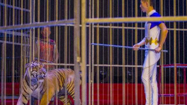 Tiger attacks trainer, drags him across stage in circus