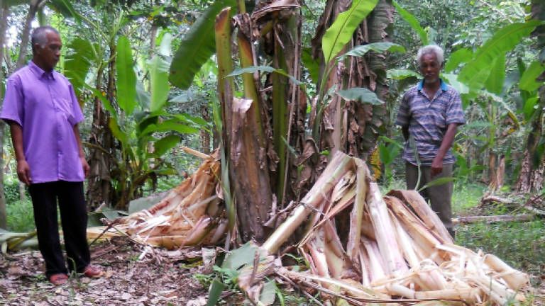 Elephants destroy more than 2,000 banana trees in Baling