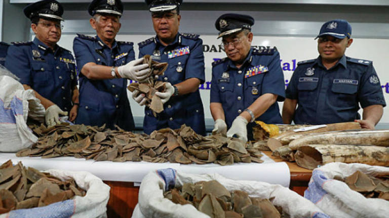 Pangolin scales worth RM3.8m seized