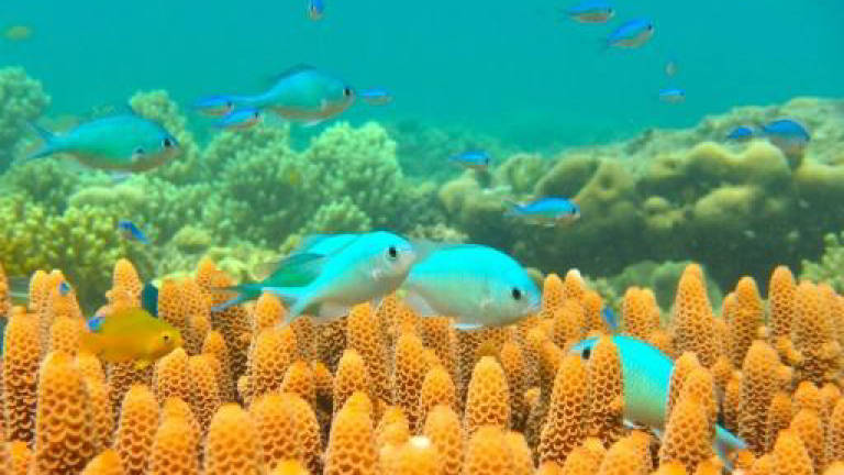 Risky business for fish in oil-polluted reef waters