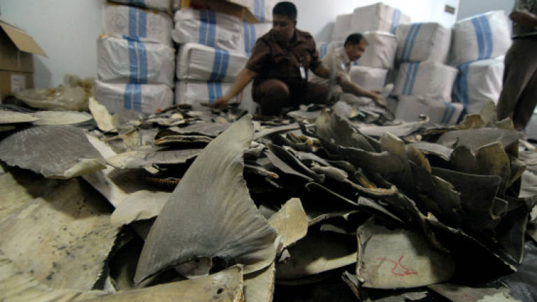 Indonesia seizes shark fins destined for Hong Kong