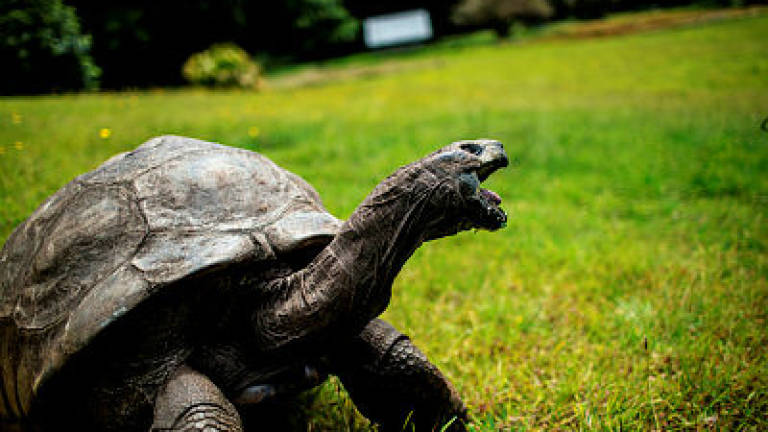 Jonathan, St. Helena's ancient tortoise, awaits visitors