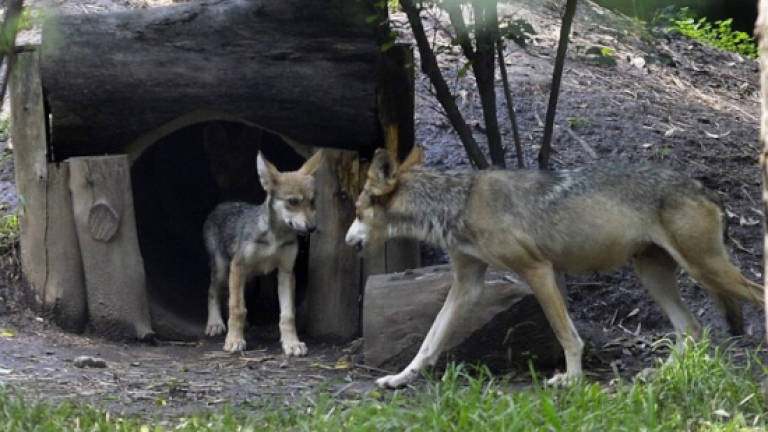 Birth of wolf cubs in Mexico raises hopes for endangered species