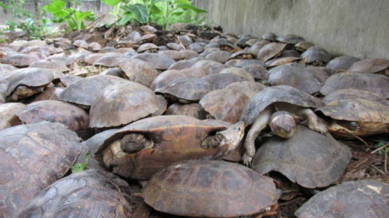 Perlis Aksem foils attempted smuggling of freshwater turtle meat