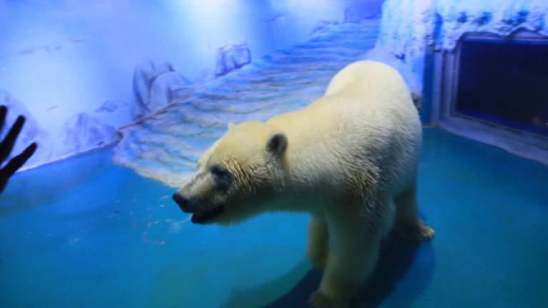 New Chinese home for 'world's saddest polar bear'