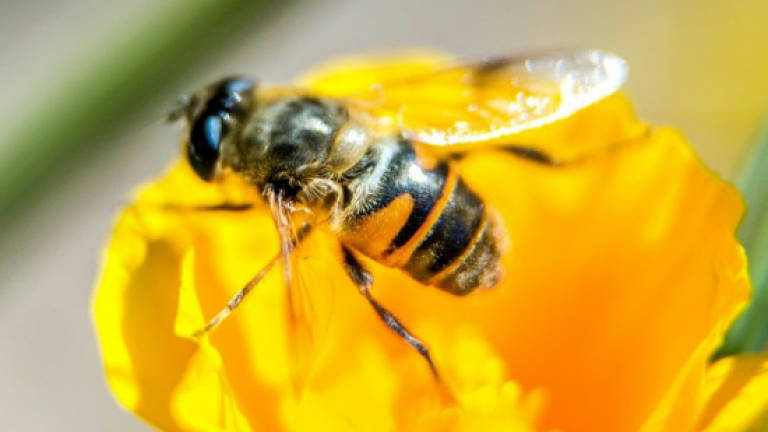France halts sales of two Dow pesticides over bee fears