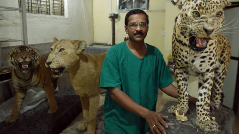 Frozen in time: India's last taxidermist keeps on stuffing