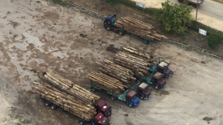 Uncontrolled logging cause of mud floods, says Galas assemblyman