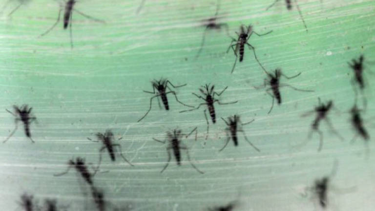 US finds GMO mosquitoes won't harm environment