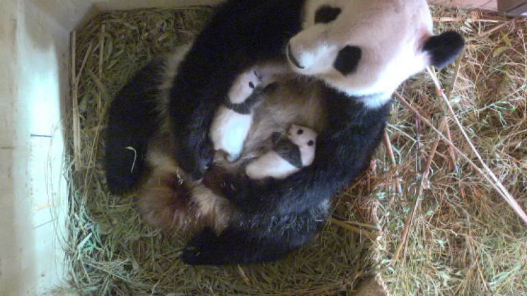 Giant Pandas off endangered list