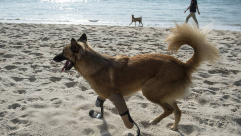'Blade runner' legs give maimed Thai dog new lease on life
