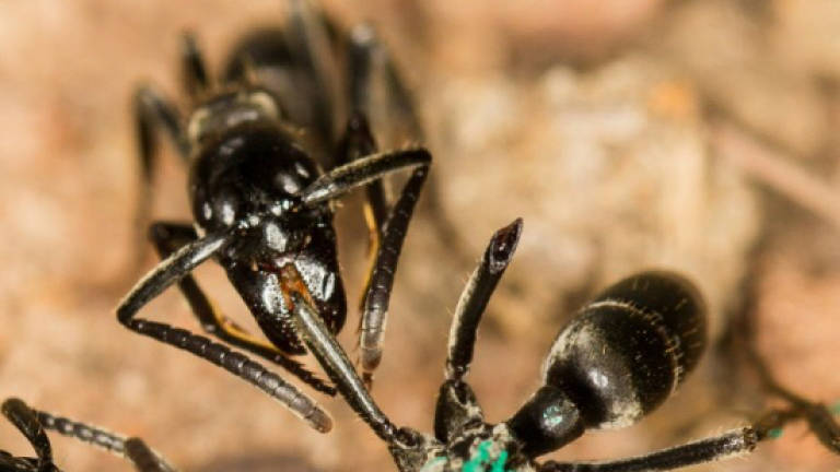 Ants nurse wounded warriors back to health
