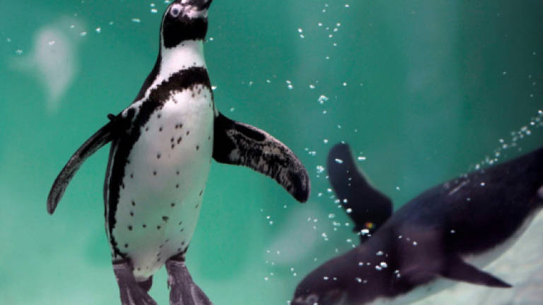 Chile rejects iron mine to protect penguins