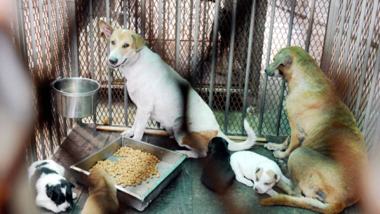 Malacca dog owners cry foul over ruling
