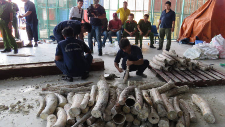 Vietnam seizes third illegal ivory shipment in a month