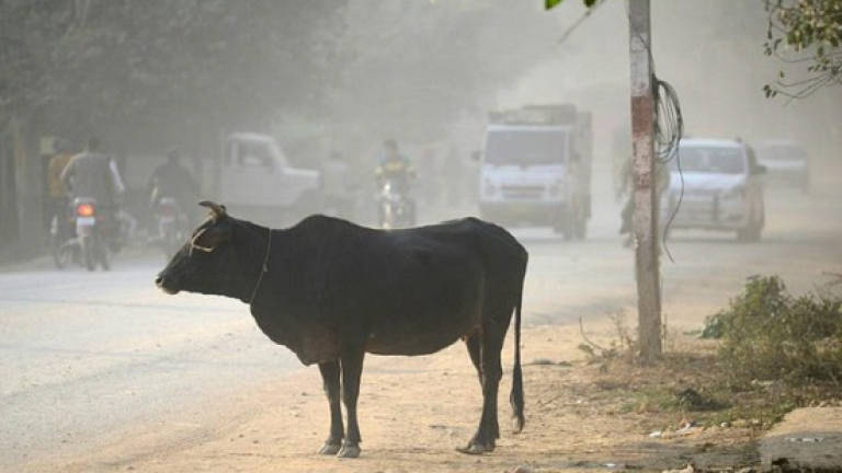 Five men bashed, arrested, in India over alleged cow killing