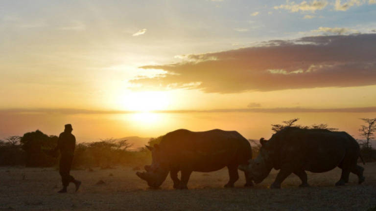 African rhinos to be flown to Australia to escape poachers