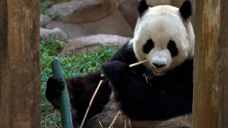Pandas renamed Xing Xing and Liang Liang