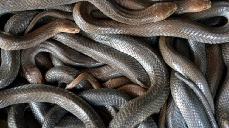 Snake on a train: Indonesian kills serpent with bare hands