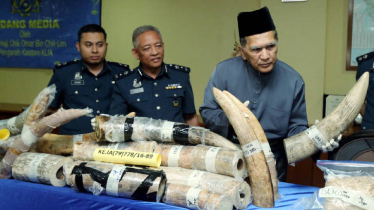 One tonne of smuggled ivory tusk worth RM10m seized