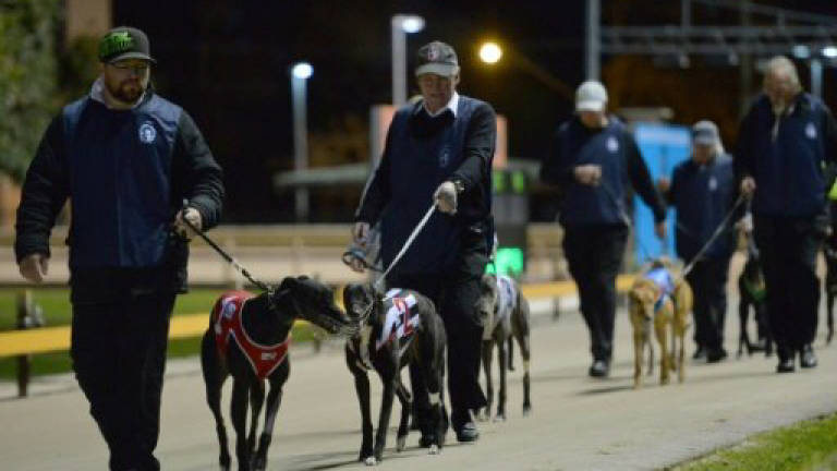 Australian state bans greyhound racing after scandals