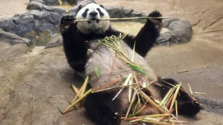 Japan zoo celebrates birth of panda cub